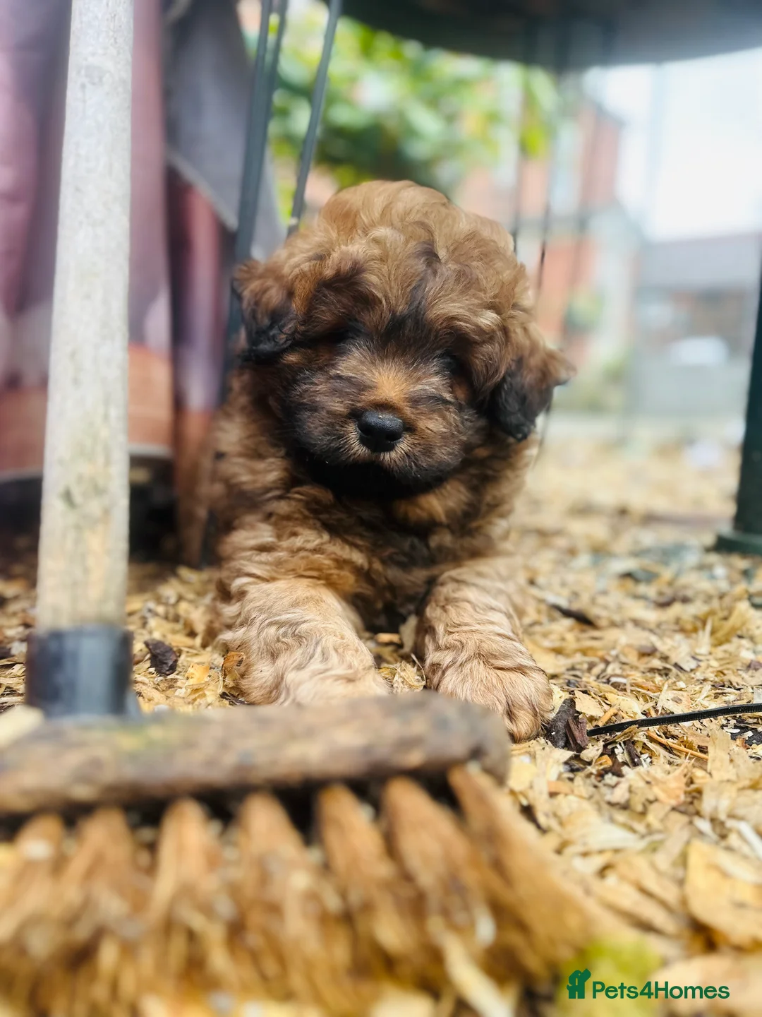 Mixed Breed dogs for sale: Wow real life teddy bears 🧸  - Advert 7