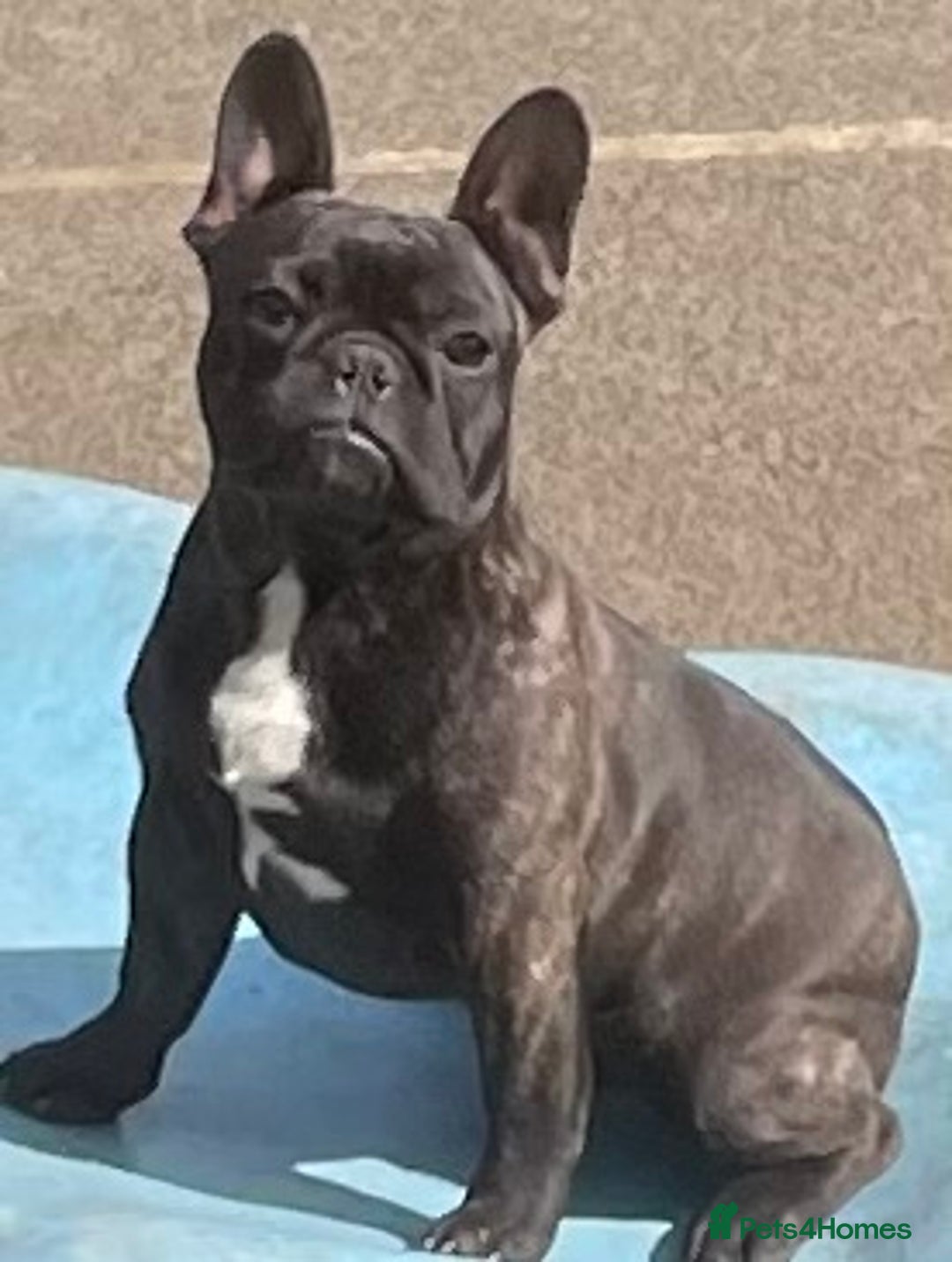 French Bulldog dogs for sale: KC CHAMPION SIRED FRENCH BULLDOG PUPPY BOYS  in Leeds - Image 27