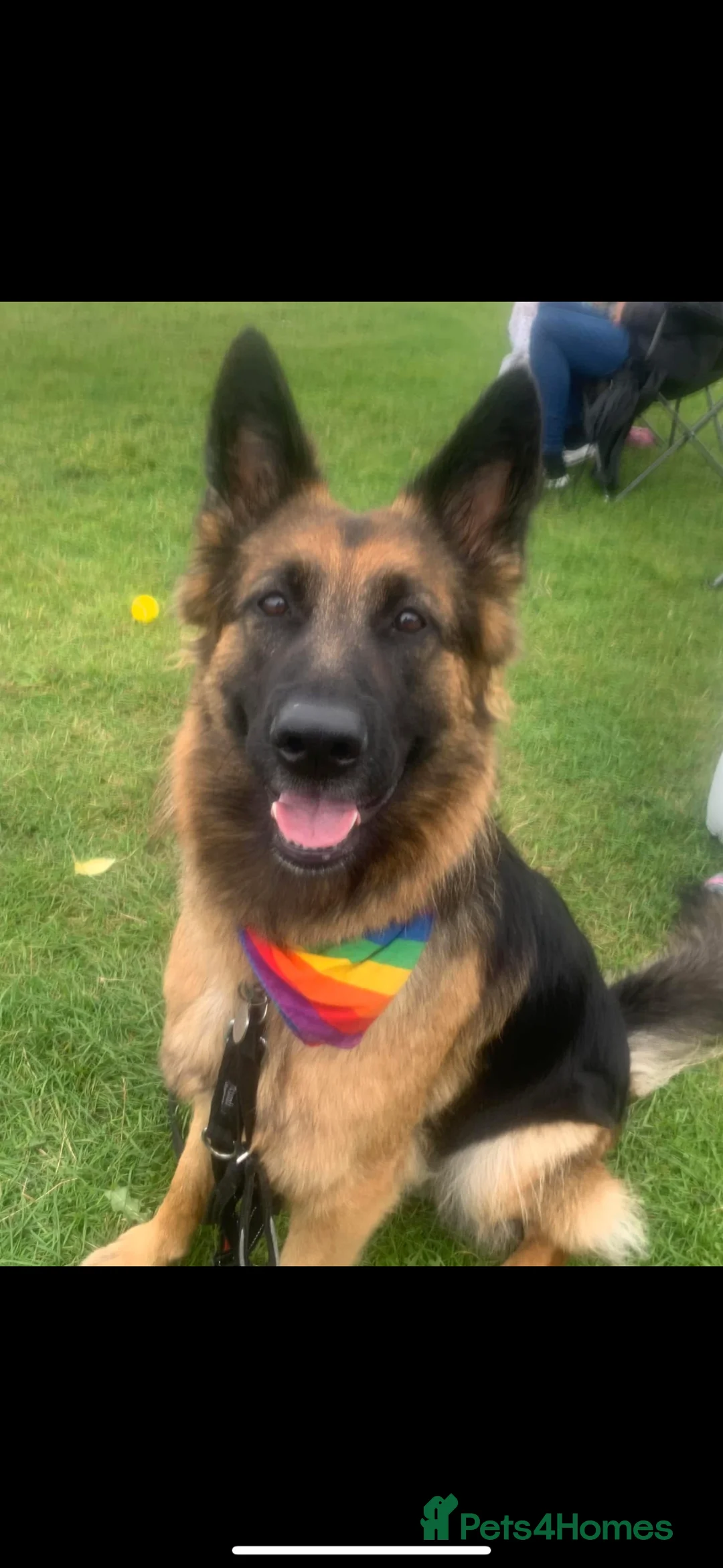 German Shepherd dogs for sale: Female German shepherd  - Advert 1