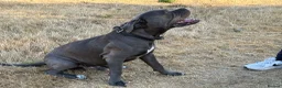 Cane Corso dogs for stud: Proven large cane corso stud - Advert 3