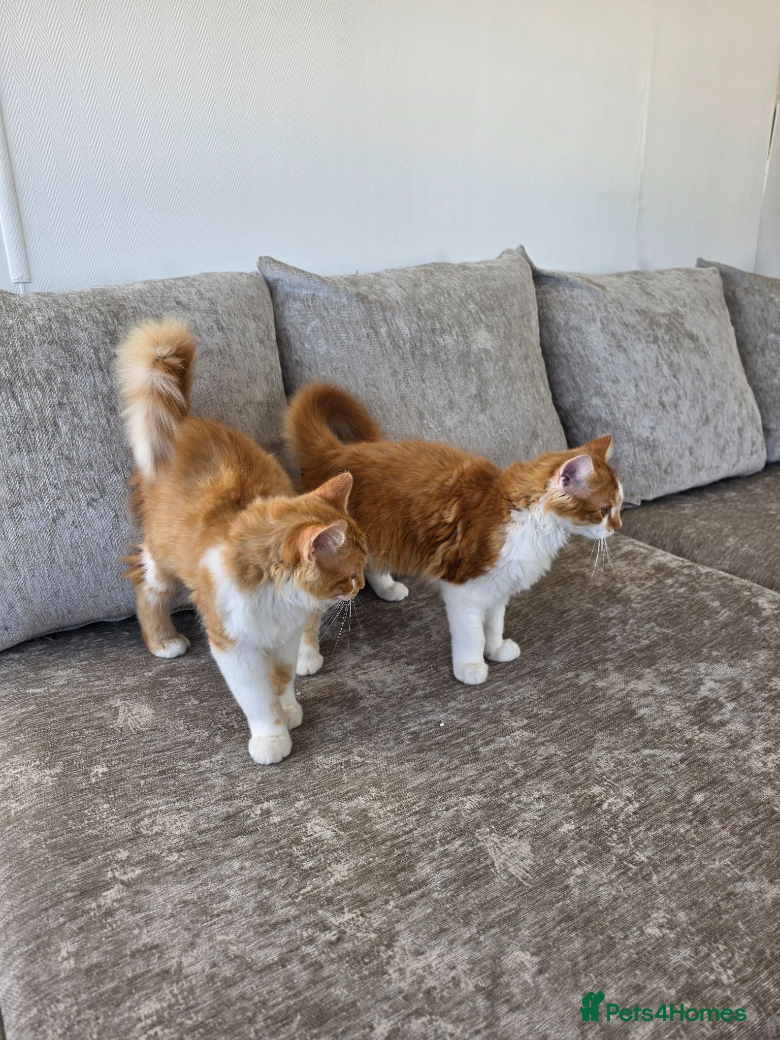 Mixed Breed cats 2x boy ginger white 16 weeks old must go together  - Advert 2