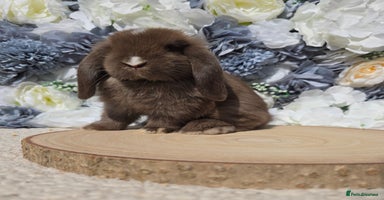 Mini Lop rabbits - Advert 1