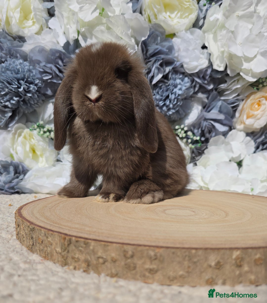Mini Lop rabbits for sale: Pure bred mini lop baby bunnies - Image 3