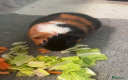 Guinea Pig rodents for sale: skampi - Image 6