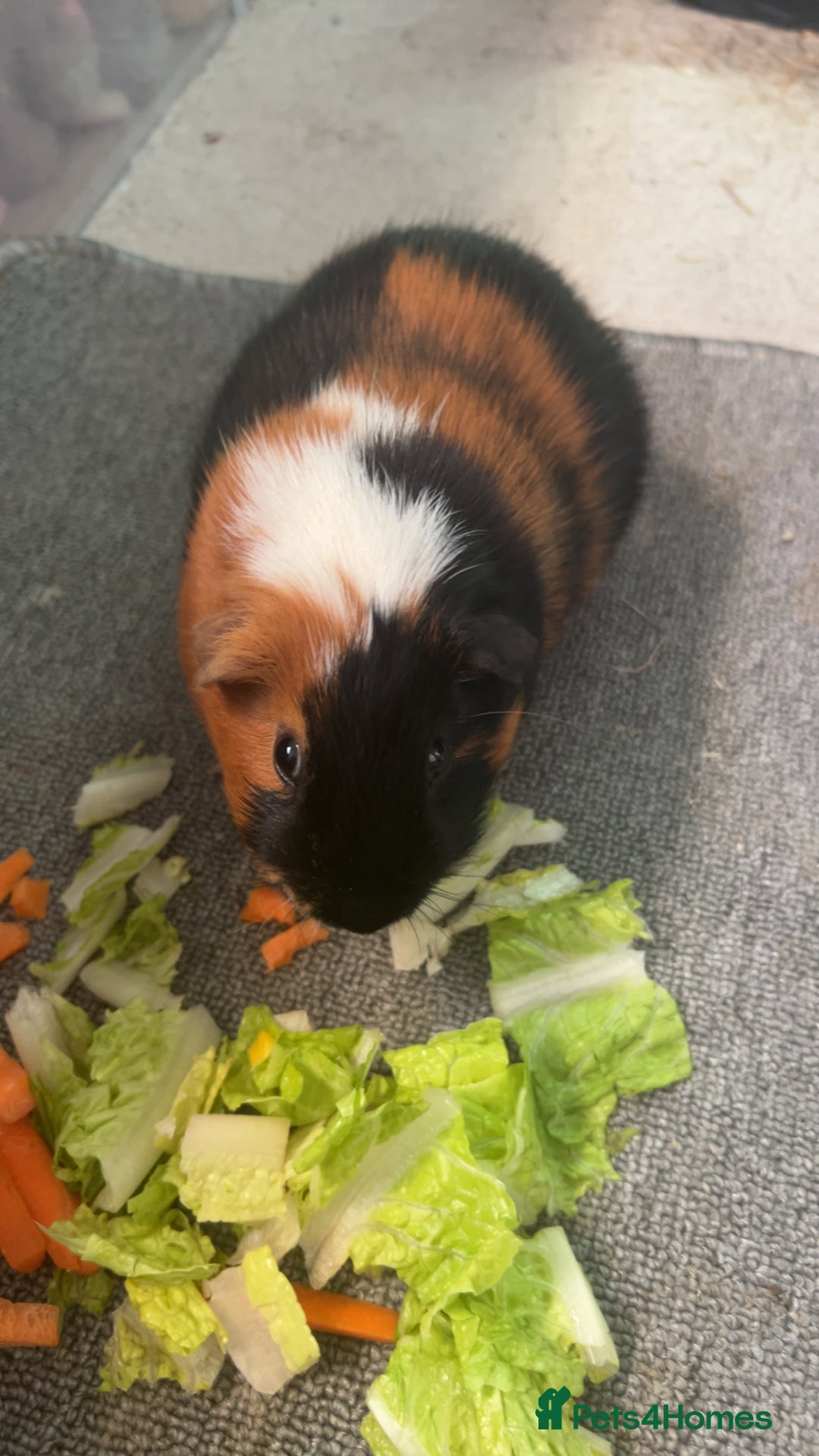 Guinea Pig rodents for sale: skampi - Image 6