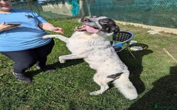 Mixed Breed dogs for adoption: Jeremy for adoption - Advert 6