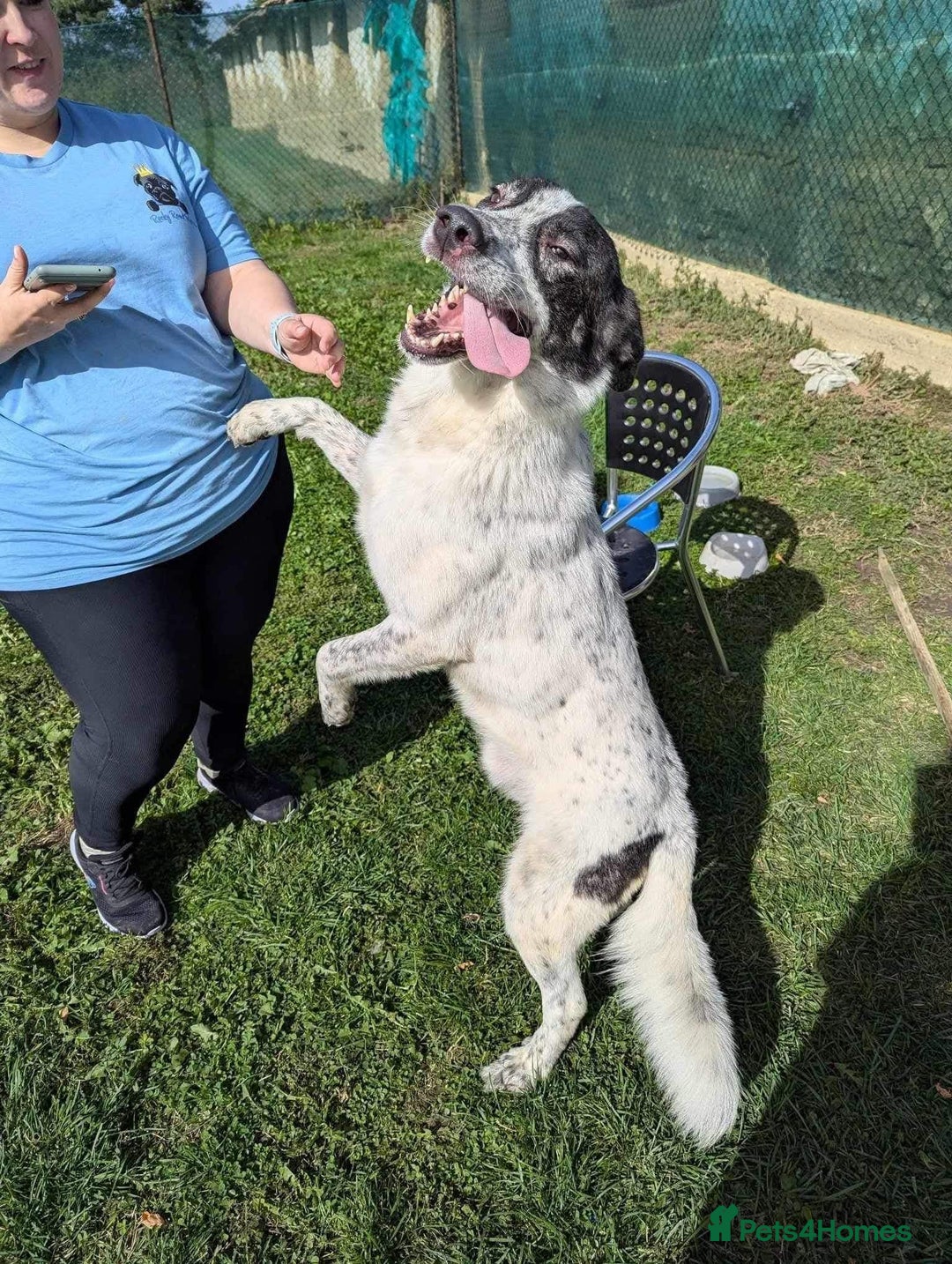 Mixed Breed dogs for adoption: Jeremy for adoption - Advert 6