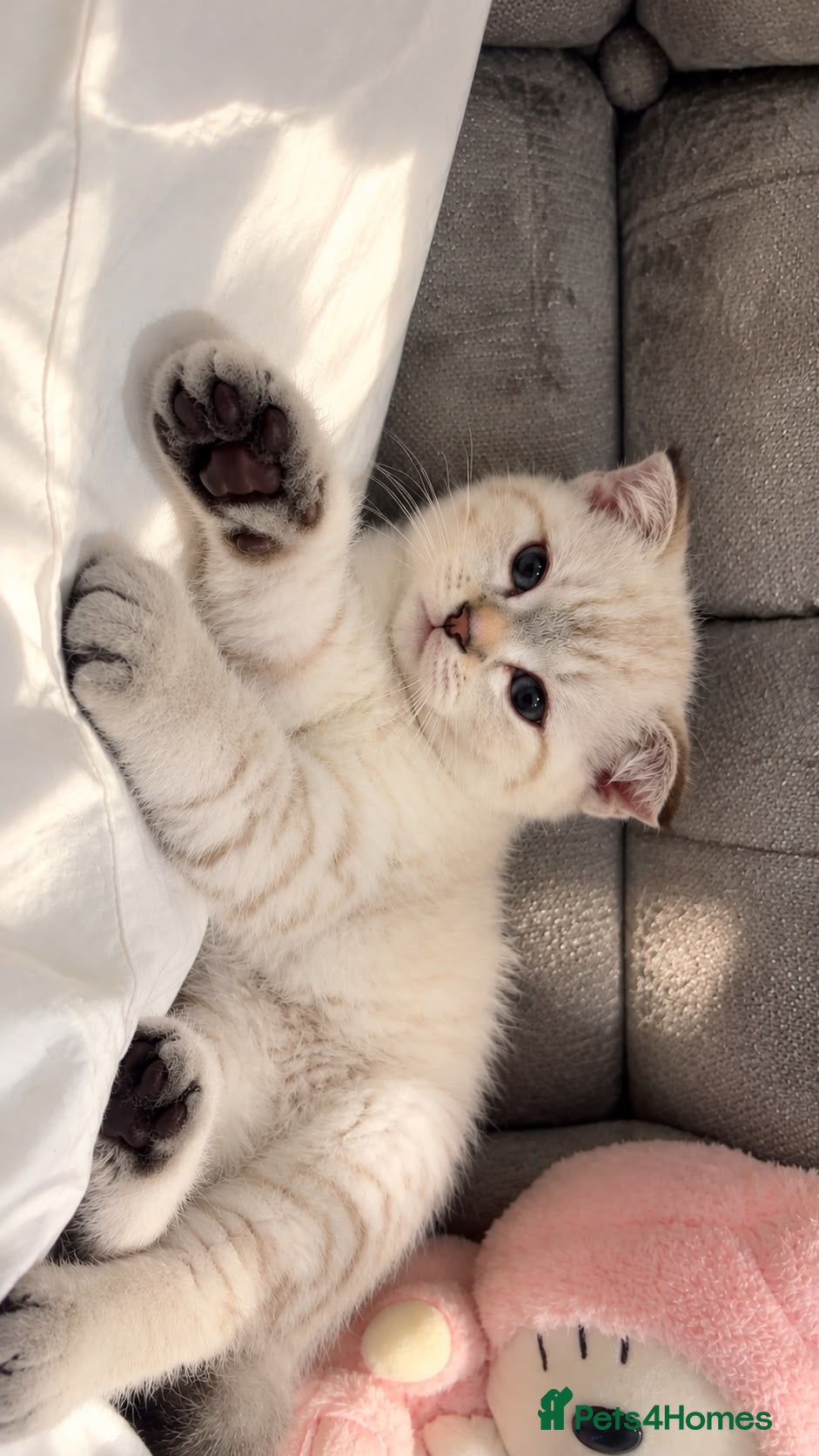 British Shorthair cats for sale: British shorthair kitten - Advert 2
