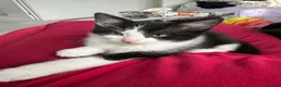 Ragdoll cats for sale: One Tabby and a Ragdoll  - Advert 6
