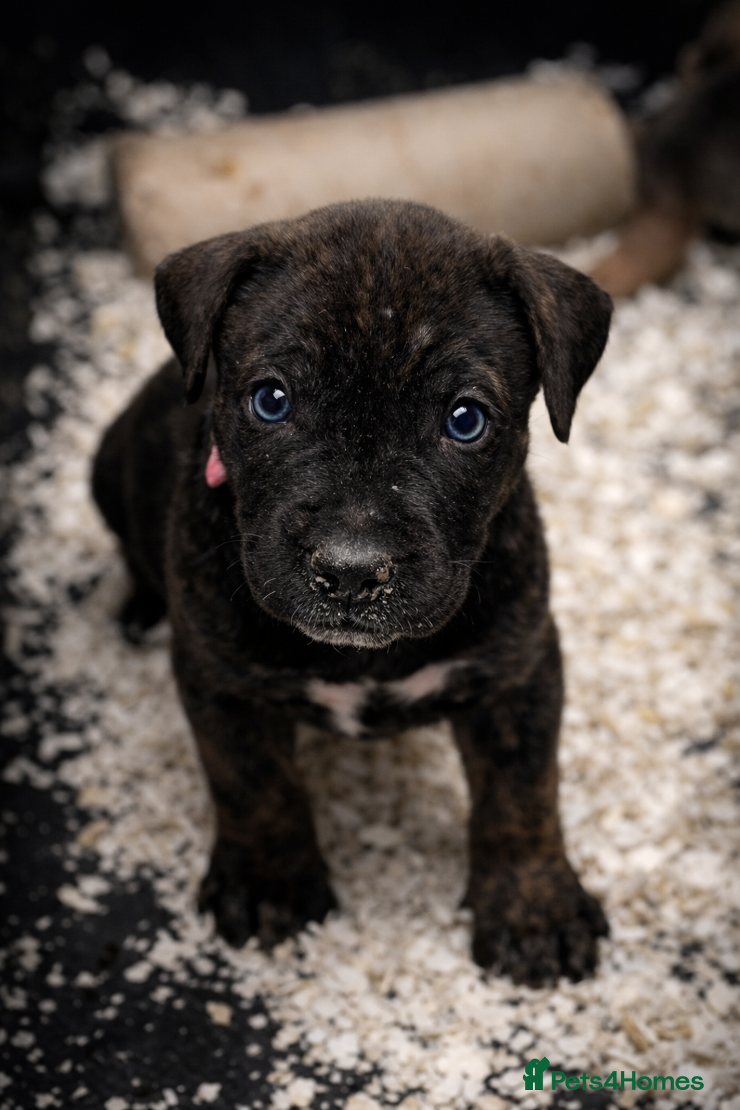 Presa Canario dogs for sale: Working Line Presa Canario Puppies - Advert 13