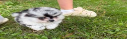 Pomeranian dogs for sale: Rare Blue eye Merle, husky type Black pomeranians  - Advert 26