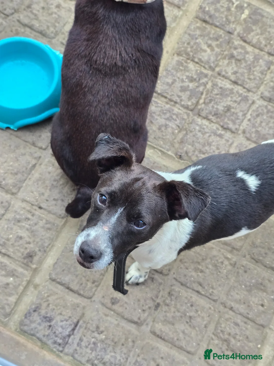 Jack Russell dogs for sale: 11 month old Male Jack Russell for sale  - Advert 2