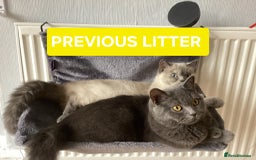 British Shorthair cats for sale: British Shorthair kittens - Image 24