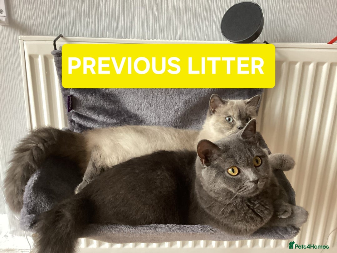 British Shorthair cats for sale: British Shorthair kittens - Image 24