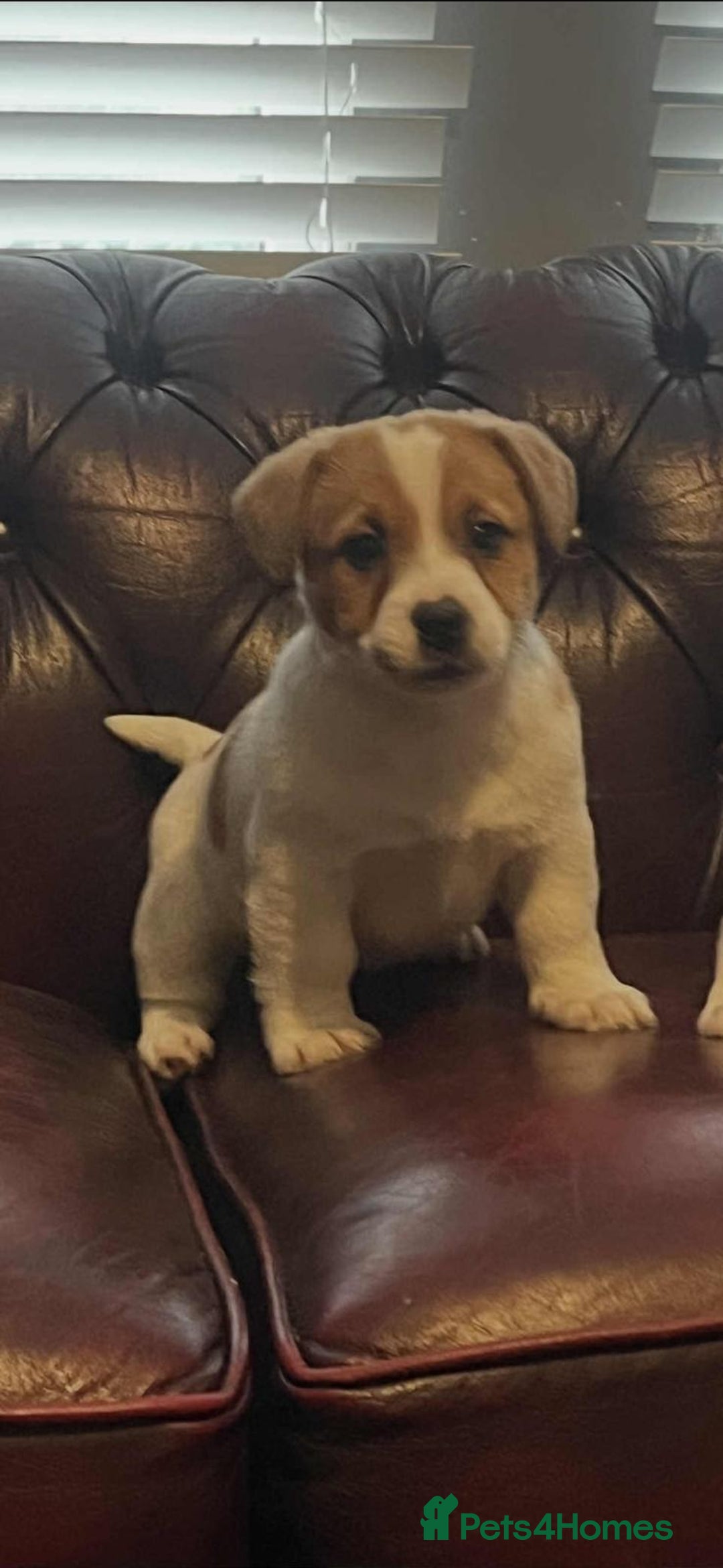 Jack Russell dogs for sale: Jack Russell Puppy’s  - Advert 2