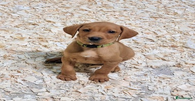 Hungarian Vizsla dogs - Advert 9