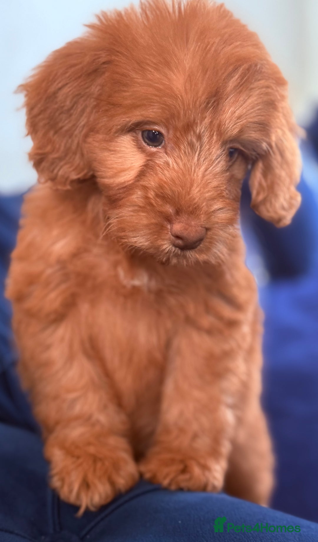Cockapoo dogs for sale: Beautiful cockapoo puppies only  girls left  - Image 17