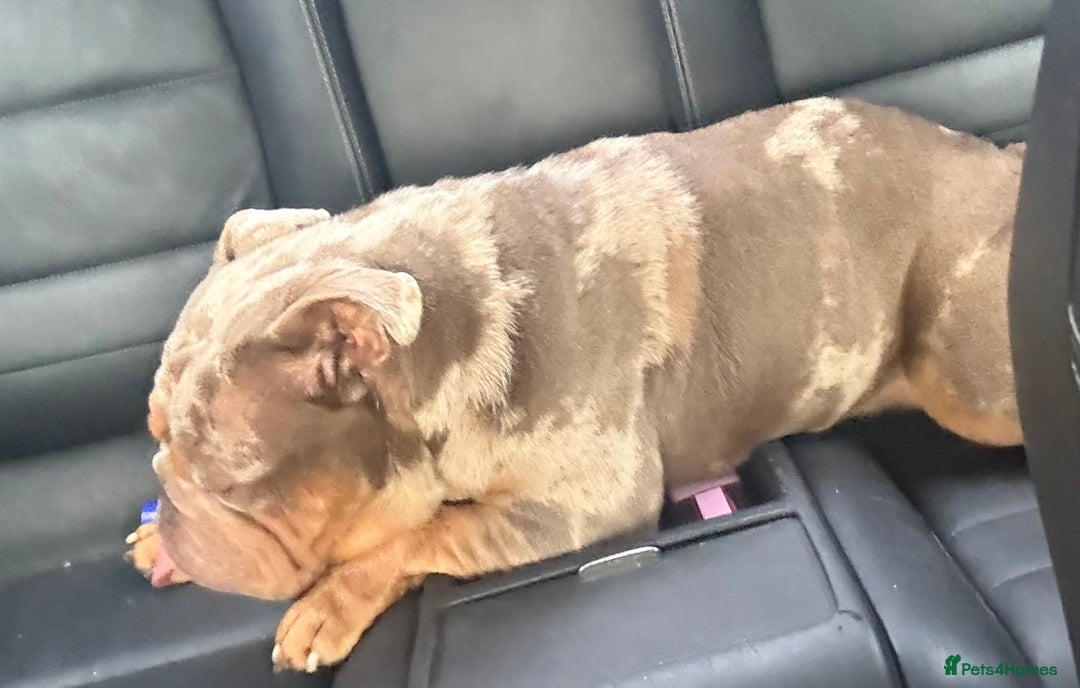 English Bulldog dogs for sale: Beautiful female English bulldog  - Advert 4