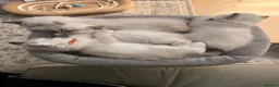 Ragdoll cats for sale: Stunning Ragdoll kittens - READY TO LEAVE NOW!! - Advert 10