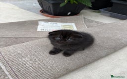 Scottish Fold cats for sale: Scottish fold and straight kittens - Image 9