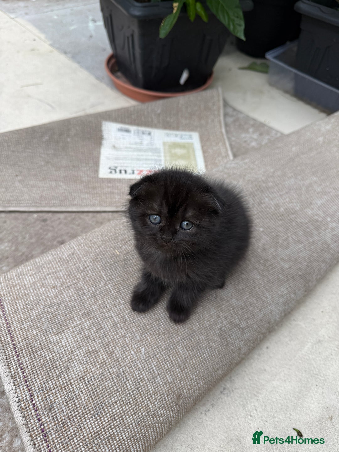 Scottish Fold cats for sale: Scottish fold and straight kittens - Image 9