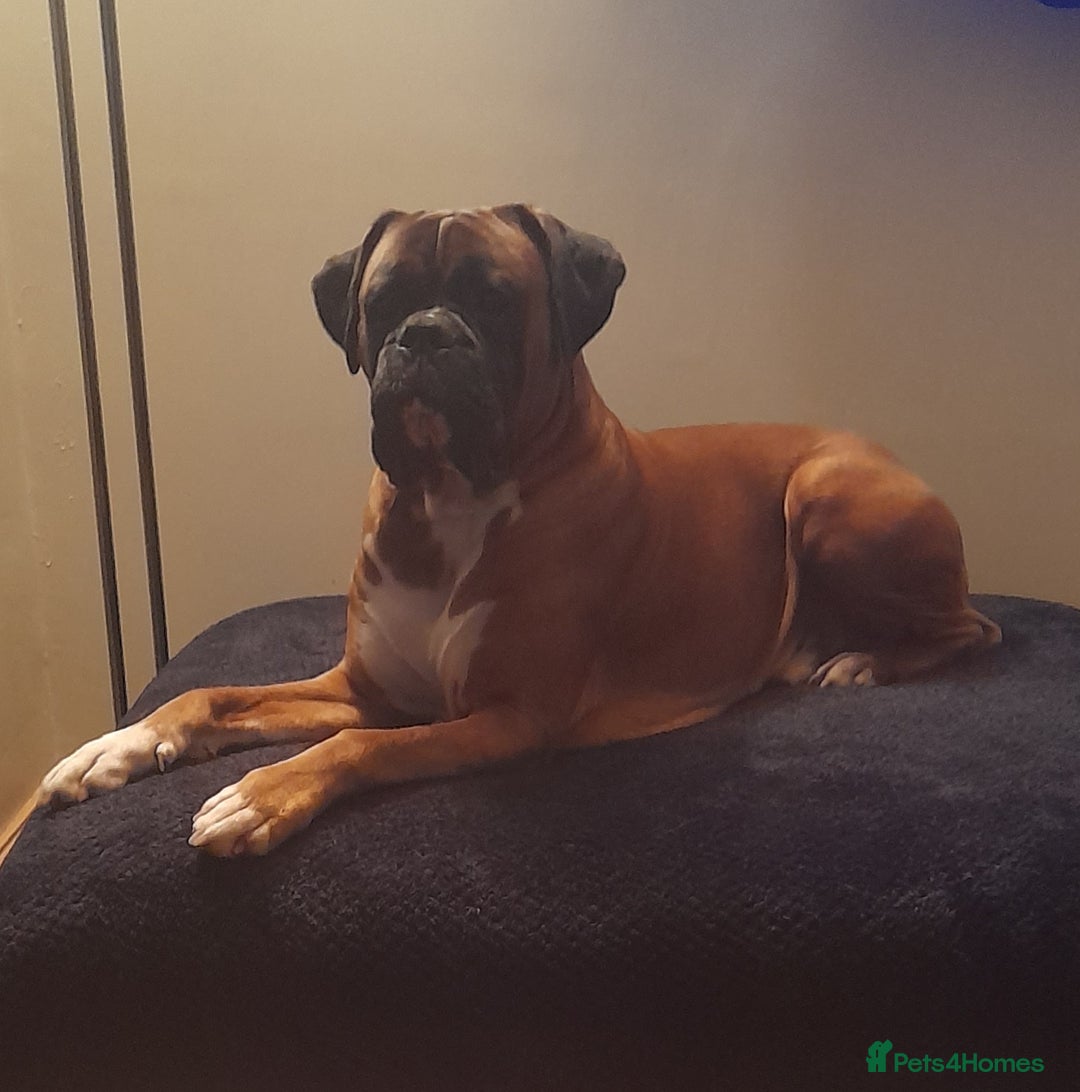 Boxer dogs for sale: Beautiful boxer pups for sale - Advert 3
