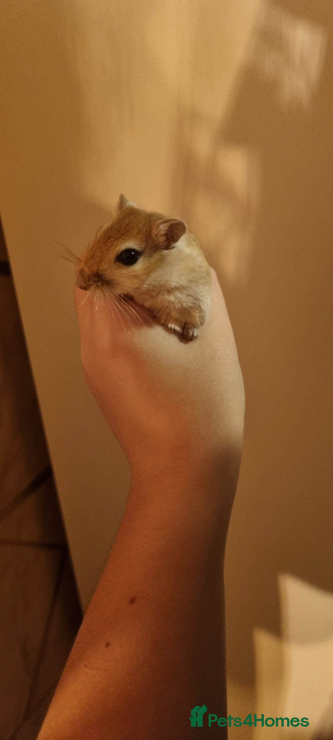 Gerbil rodents for sale: 2 gerbils - Advert 4