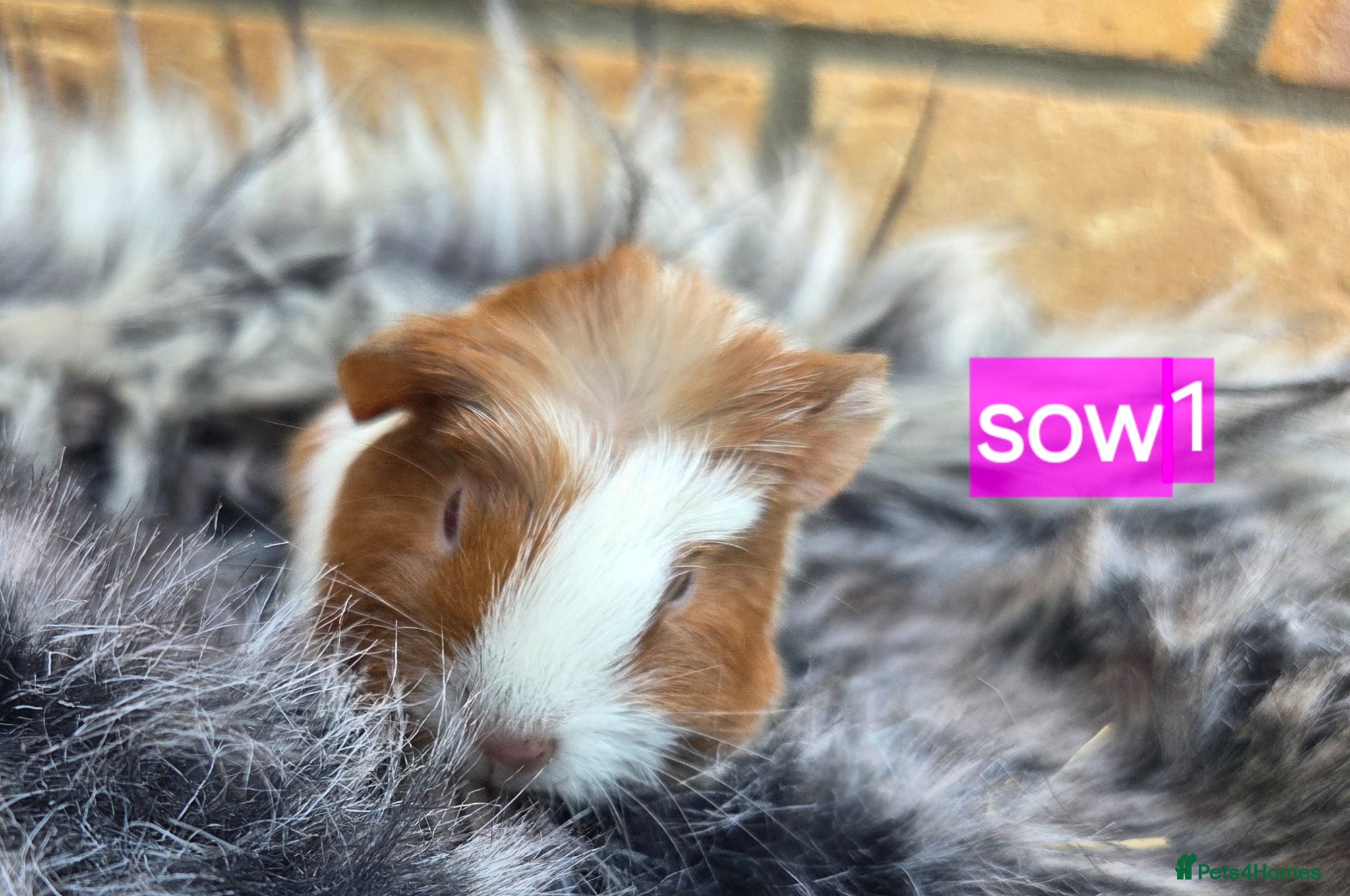Guinea Pig rodents Adorable guinea pigs looking for homes  - Advert 21