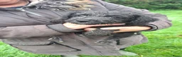 Patterdale Terrier dogs for sale: Patterdale puppies in Llandysul - Advert 6