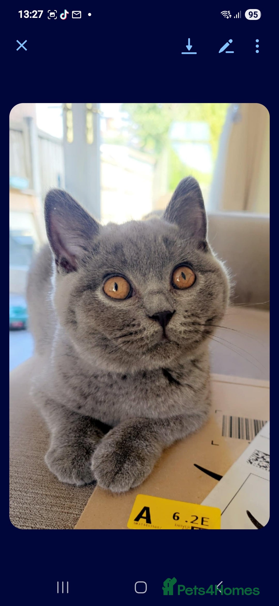 British Shorthair cats for sale: Blue british short hair 8 month old - Advert 5