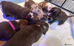 Mixed Breed dogs for sale: Dachshund puppies  - Image 8