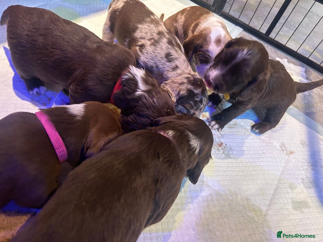 Mixed Breed dogs for sale: Dachshund puppies  - Image 8