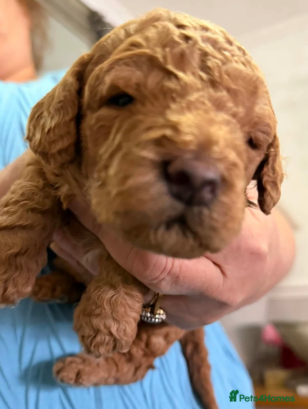 Cockapoo dogs for sale: 🐶 Adorable Cockapoo Puppies – Family Raised 💛 - Advert 19