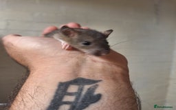Rat rodents for sale: Baby rats  - Image 3