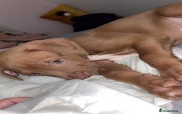 Mixed Breed dogs for sale: Beautiful boy for sale!  - Image 1