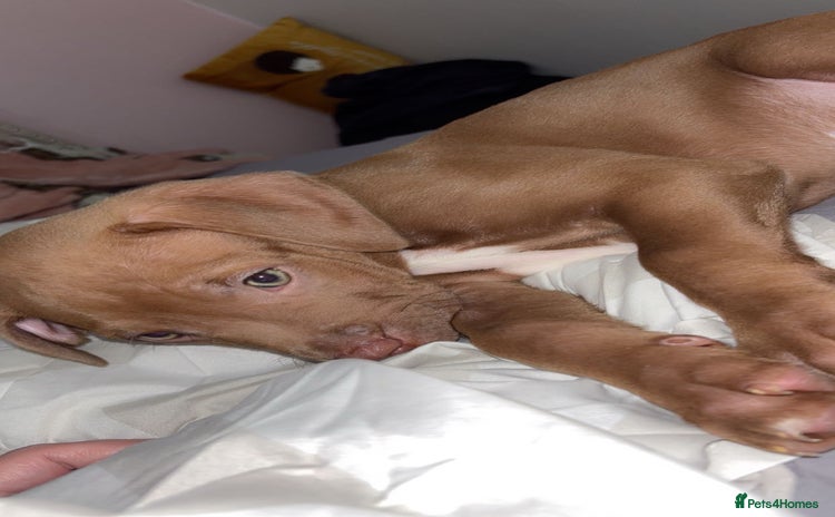 Mixed Breed dogs - Advert 1