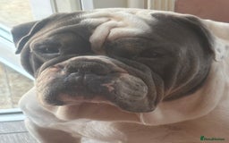Old Tyme Bulldog dogs for sale: Old thyme bulldog  - Image 5