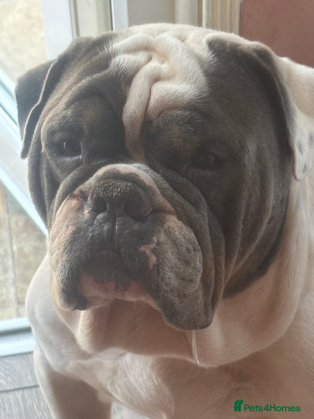 Old Tyme Bulldog dogs for sale: Old thyme bulldog  - Image 5