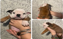 English Bulldog dogs for sale: British bulldog puppies - Image 2