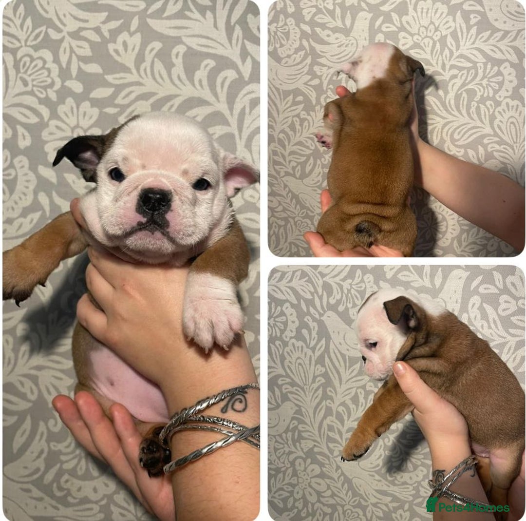 English Bulldog dogs for sale: British bulldog puppies - Image 2