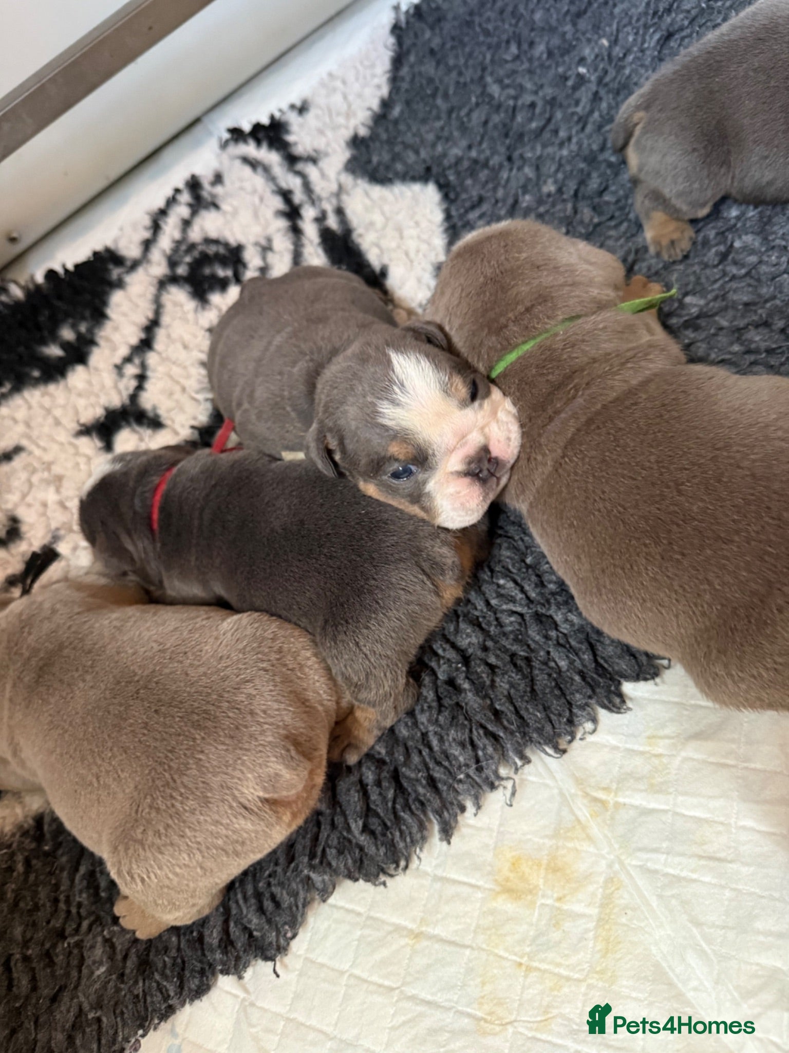 English Bulldog dogs English Bulldog Puppies  - Advert 18