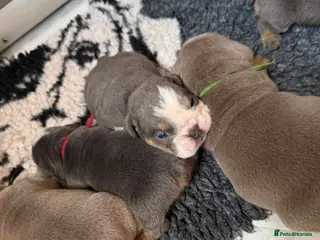 English Bulldog dogs English Bulldog Puppies - Advert 18