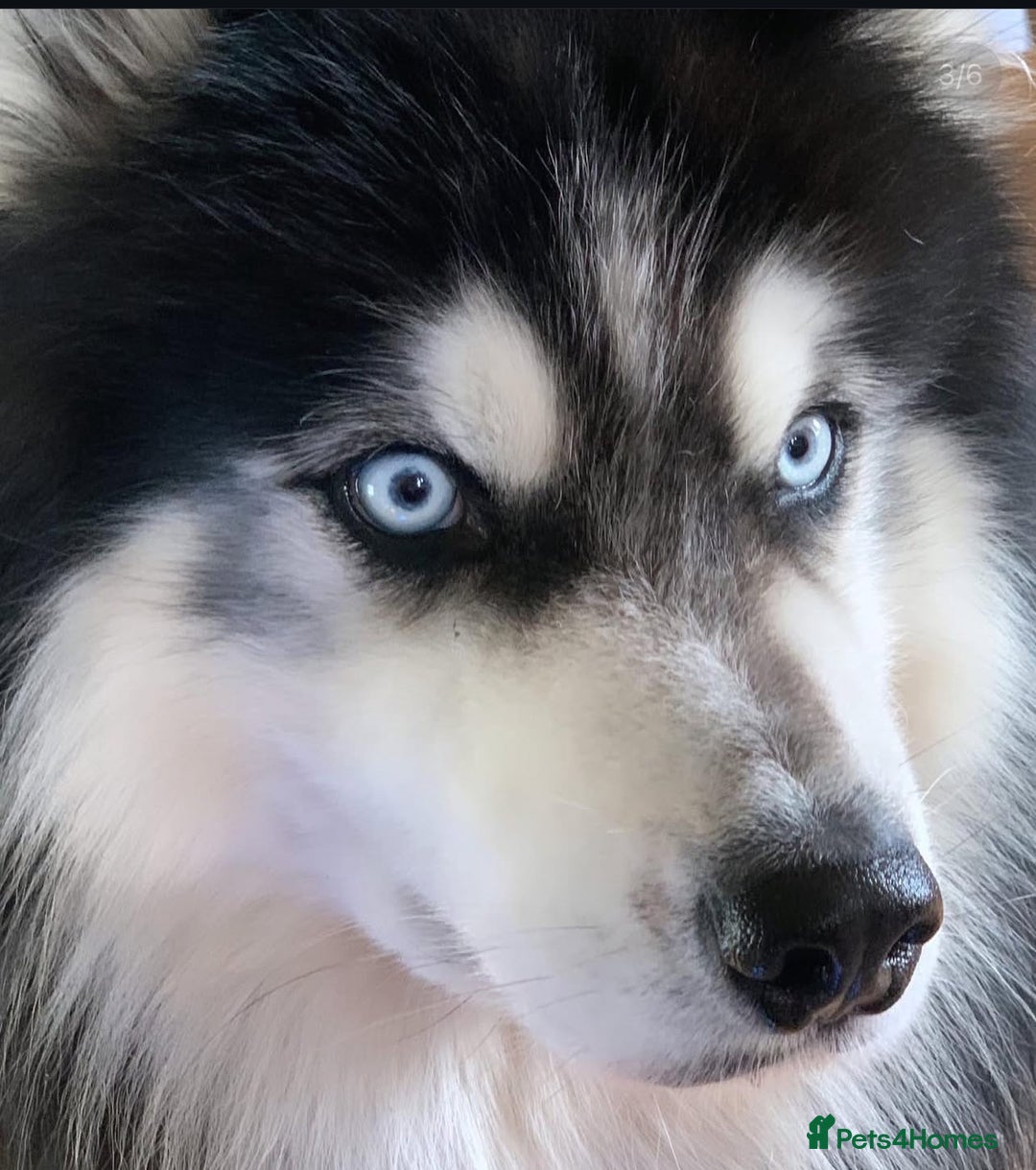 Siberian Husky dogs for stud: Woolly husky available for stud - Advert 5