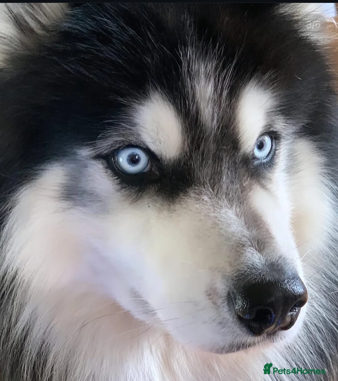 Siberian Husky dogs for stud: Woolly husky available for stud - Advert 5