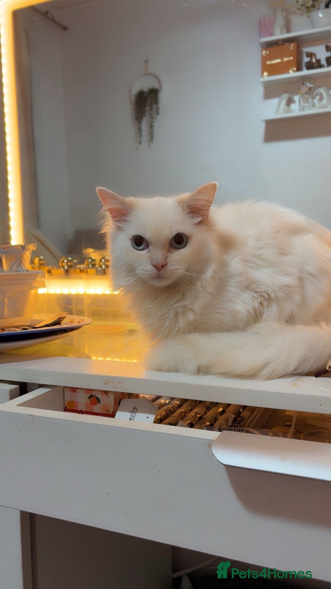 Ragdoll cats 6 month old flame point ragdoll  - Advert 5