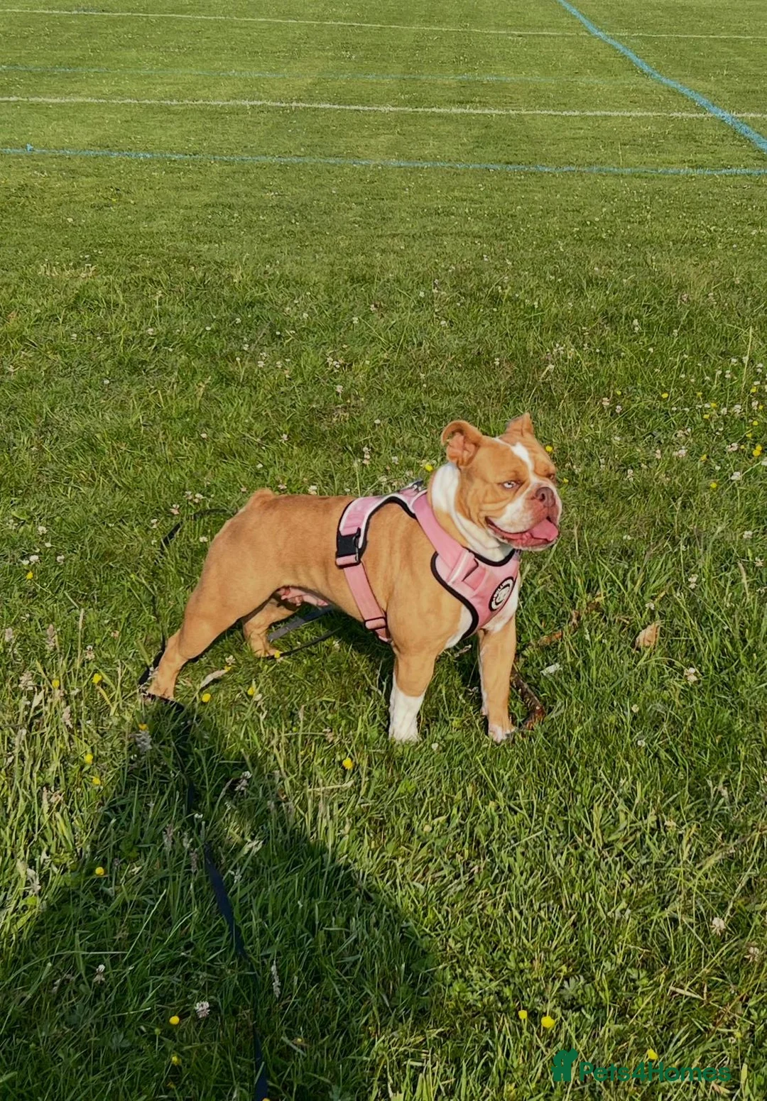 Old Tyme Bulldog dogs for sale: Olde tyme bulldog puppies  in Fareham - Advert 2