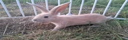 Continental Giant rabbits for sale: Continental giant rabbits  - Advert 9