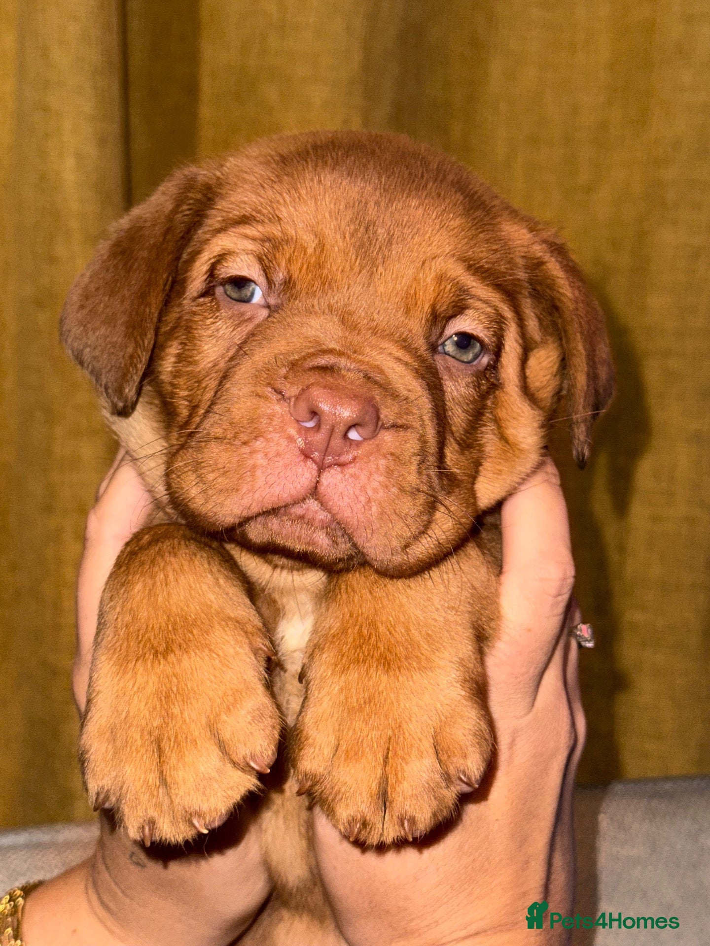 Dogue De Bordeaux dogs Dogue de bordeux puppies  - Advert 9