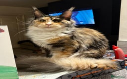Maine Coon cats for sale: Gorgeous TICA female Maine coon - Image 9
