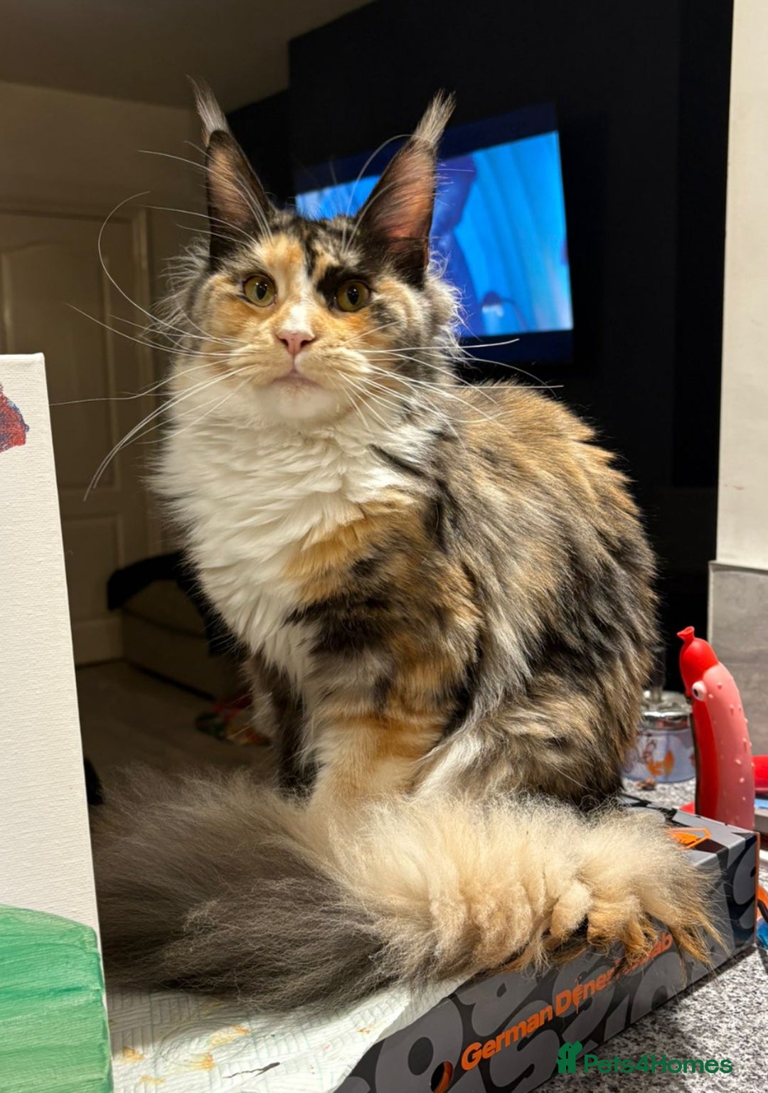 Maine Coon cats for sale: Gorgeous TICA female Maine coon - Image 9